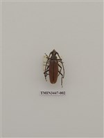 藏品(卓得魯薄翅天牛)的圖片